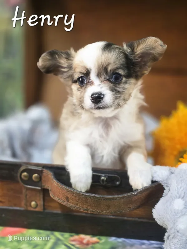 CKC Henry – Chihuahua puppy for sale in Homerville, GA