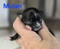 CKC Mulan, a female Chihuahua for sale in Homerville, GA – 2 of 8