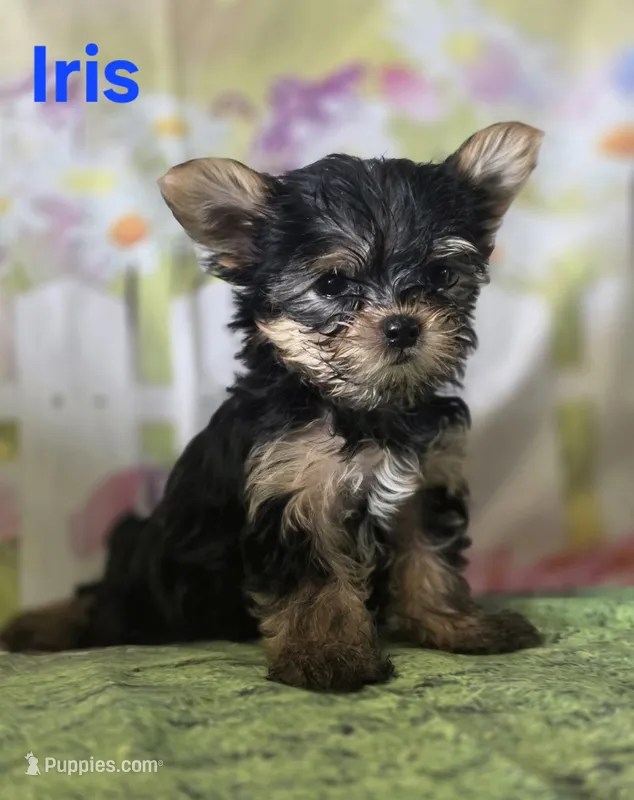 AkC Iris – Yorkshire Terrier puppy for sale in Homerville, GA
