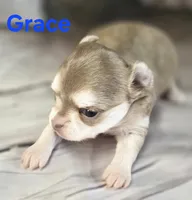 CKC Grace , a female Chihuahua for sale in Homerville, GA – 4 of 9