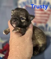 AKC Trusty, a male Chihuahua for sale in Homerville, GA – 2 of 10