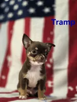 CKC Tramp , a male Chihuahua for sale in Homerville, GA – 6 of 10