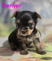 AKC Denver, a male Yorkshire Terrier for sale in Homerville, GA – 9 of 10