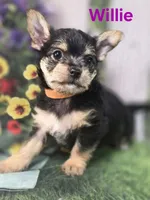 Willie, a male Yorkshire Terrier and Chorkie for sale in Homerville, GA – 5 of 10