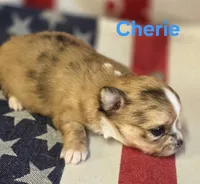 CKC Cherie , a female Chihuahua for sale in Homerville, GA – 6 of 10