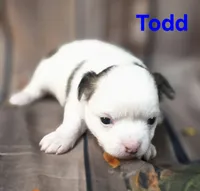 AKC Todd, a male Chihuahua for sale in Homerville, GA – 1 of 10