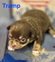 AKC Tramp, a male Chihuahua for sale in Homerville, GA – 7 of 10
