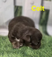 AKC Colt, a male Chihuahua for sale in Homerville, GA – Photo 4 of 10