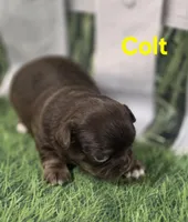 AKC Colt, a male Chihuahua for sale in Homerville, GA – Photo 3 of 10