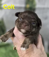 AKC Colt, a male Chihuahua for sale in Homerville, GA – Photo 7 of 10