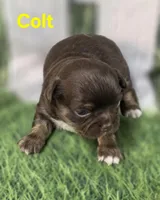 AKC Colt, a male Chihuahua for sale in Homerville, GA – Photo 8 of 10