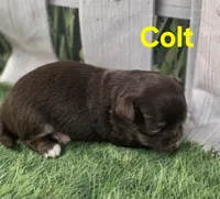 AKC Colt, a male Chihuahua for sale in Homerville, GA – Photo 6 of 10