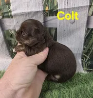 AKC Colt, a male Chihuahua for sale in Homerville, GA – Photo 9 of 10