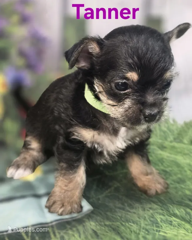 Tanner – Yorkshire Terrier, Chorkie puppy for sale in Homerville, GA