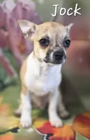 CKC Jock, a male Chihuahua for sale in Homerville, GA – 8 of 10