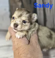 CKC Sandy , a female Chihuahua for sale in Homerville, GA – 2 of 10