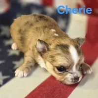 CKC Cherie , a female Chihuahua for sale in Homerville, GA – 8 of 10