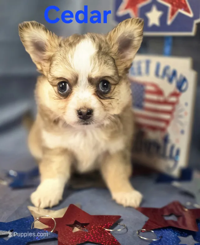 CKC Cedar – Chihuahua puppy for sale in Homerville, GA