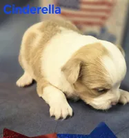 CKC Cinderella, a female Chihuahua for sale in Homerville, GA – 2 of 10