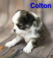 AKC Colton, a male Chihuahua for sale in Homerville, GA – 7 of 10