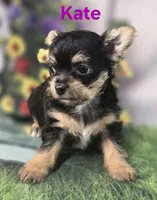 Kate, a female Yorkshire Terrier and Chorkie for sale in Homerville, GA – 7 of 10