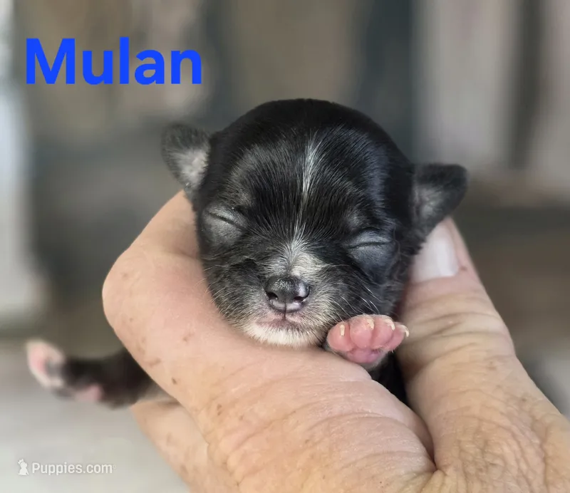 CKC Mulan – Chihuahua puppy for sale in Homerville, GA