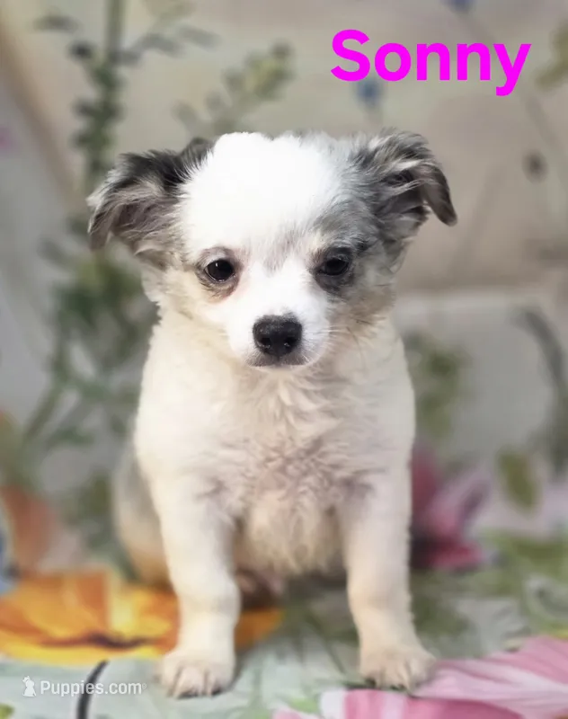 AKC Sonny – Chihuahua puppy for sale in Homerville, GA