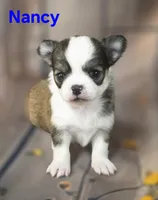 AKC Nancy, a female Chihuahua for sale in Homerville, GA – 2 of 10