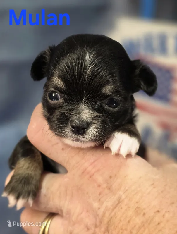 CKC Mulan – Chihuahua puppy for sale in Homerville, GA