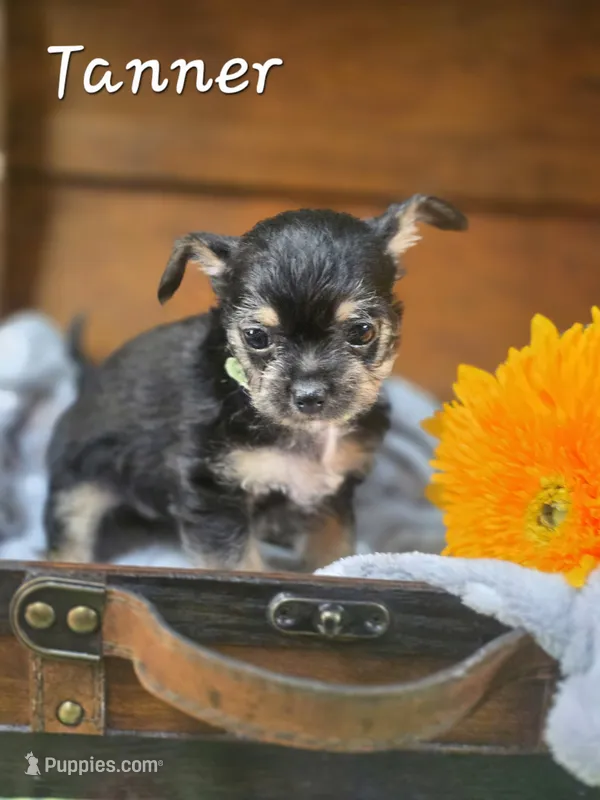 Tanner – Yorkshire Terrier, Chorkie puppy for sale in Homerville, GA