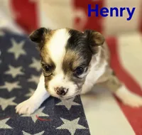 CKC Henry, a male Chihuahua for sale in Homerville, GA – 9 of 10