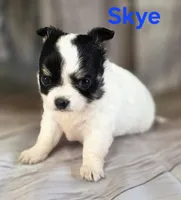 CKC Skye, a female Chihuahua for sale in Homerville, GA – 8 of 10