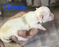 CKC Tianna, a female Chihuahua for sale in Homerville, GA – 7 of 10