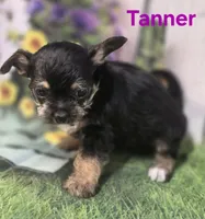 Tanner, a male Yorkshire Terrier and Chorkie for sale in Homerville, GA – 2 of 10