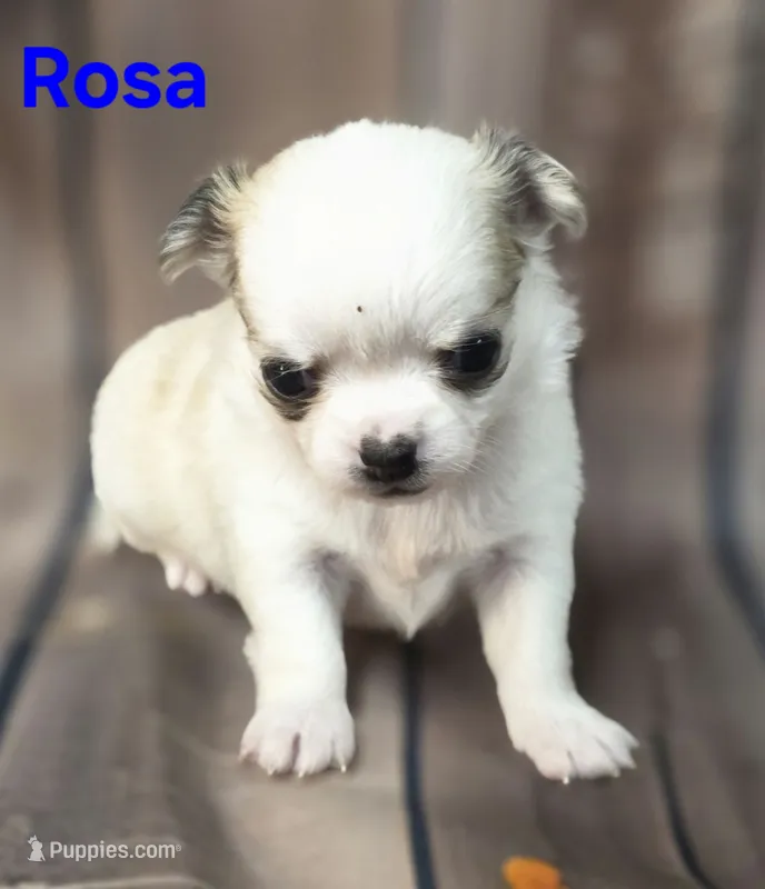 AKC Rosa – Chihuahua puppy for sale in Homerville, GA