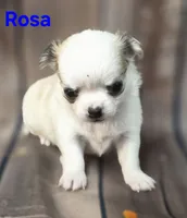AKC Rosa, a female Chihuahua for sale in Homerville, GA – 1 of 10