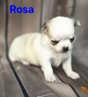 AKC Rosa, a female Chihuahua for sale in Homerville, GA – 4 of 10