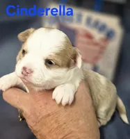 CKC Cinderella, a female Chihuahua for sale in Homerville, GA – 7 of 10