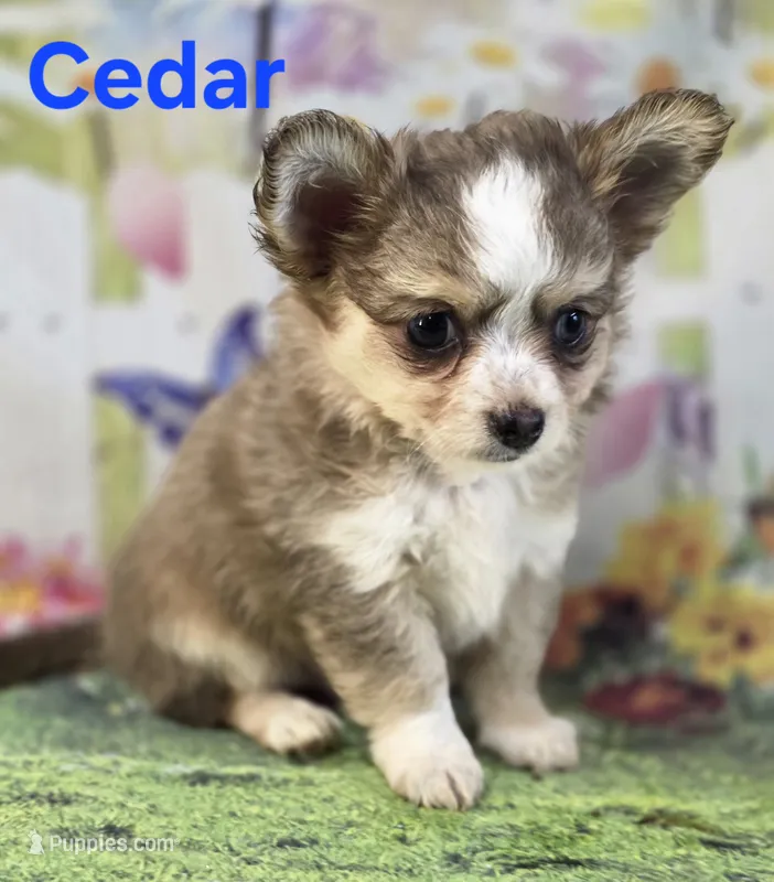 CKC Cedar – Chihuahua puppy for sale in Homerville, GA