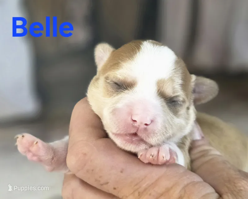 CKC Belle – Chihuahua puppy for sale in Homerville, GA