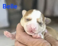 CKC Belle, a female Chihuahua for sale in Homerville, GA – 1 of 8