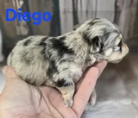 CKC Diego, a male Chihuahua for sale in Homerville, GA – 2 of 10