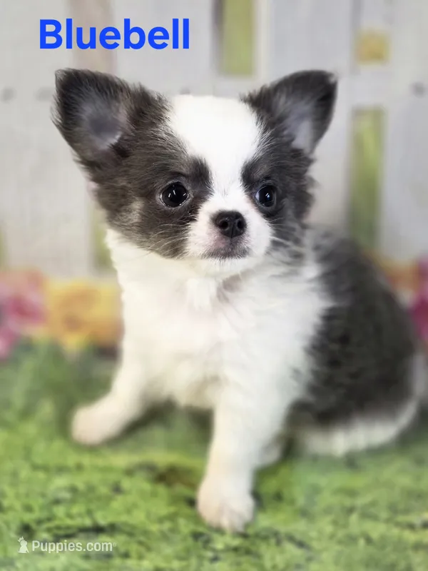 AKC Bluebell – Chihuahua puppy for sale in Homerville, GA