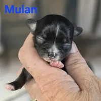 CKC Mulan, a female Chihuahua for sale in Homerville, GA – 4 of 8