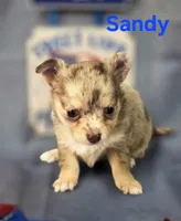 CKC Sandy , a female Chihuahua for sale in Homerville, GA – 3 of 10