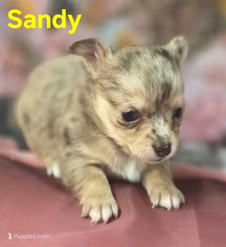 CKC Sandy  – Chihuahua puppy for sale in Homerville, GA