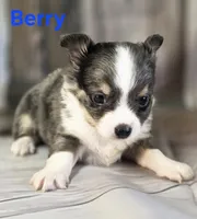CKC Berry, a male Chihuahua for sale in Homerville, GA – 8 of 10