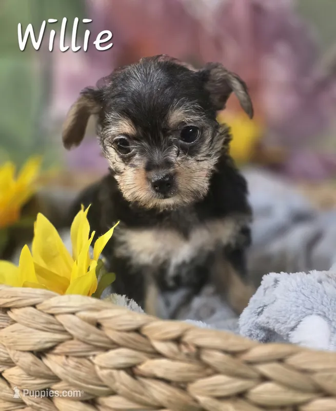 Willie – Yorkshire Terrier, Chorkie puppy for sale in Homerville, GA