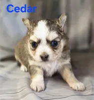 CKC Cedar, a male Chihuahua for sale in Homerville, GA – 8 of 10