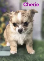 CKC Cherie , a female Chihuahua for sale in Homerville, GA – 10 of 10